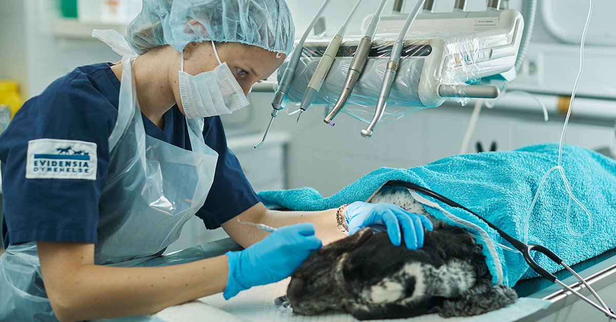 Rogaland Dyresykehus