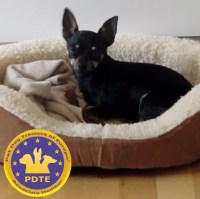 Glad Hund - hundetrener og blogger