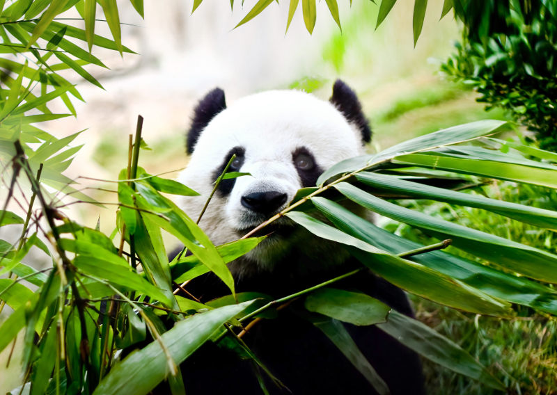 GoBamboo - Vi kan bambus! Bra for deg, bra for miljøet!