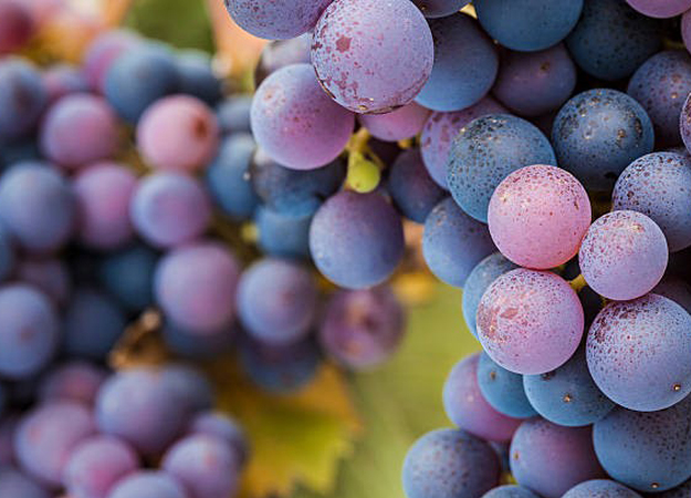 Framsida - VCT Norway