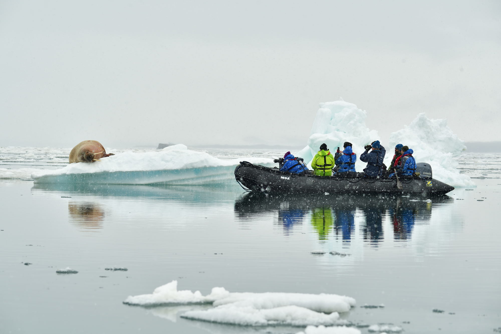 Welcome to Vega! - Vega Expeditions