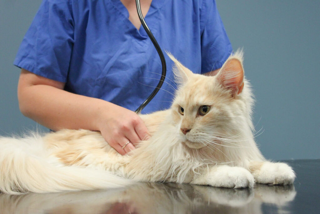 RANA VETERINÆRKONTOR AS