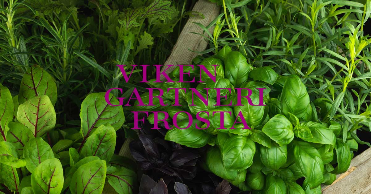 Krydderurter og salater, naturlig dyrket uten sprøytemidler