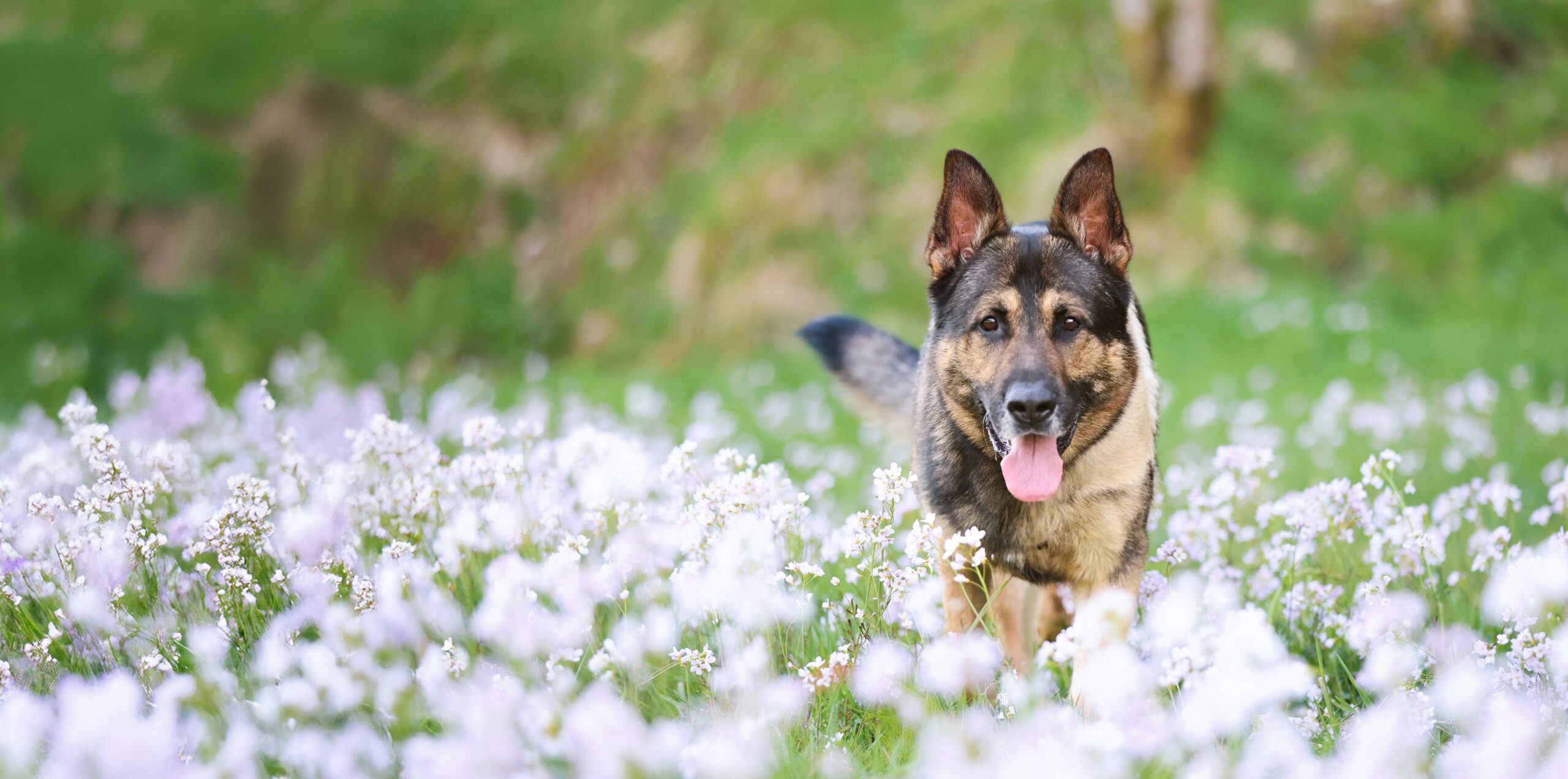 Alle hunder kan spise VOM | VOM og Hundemat