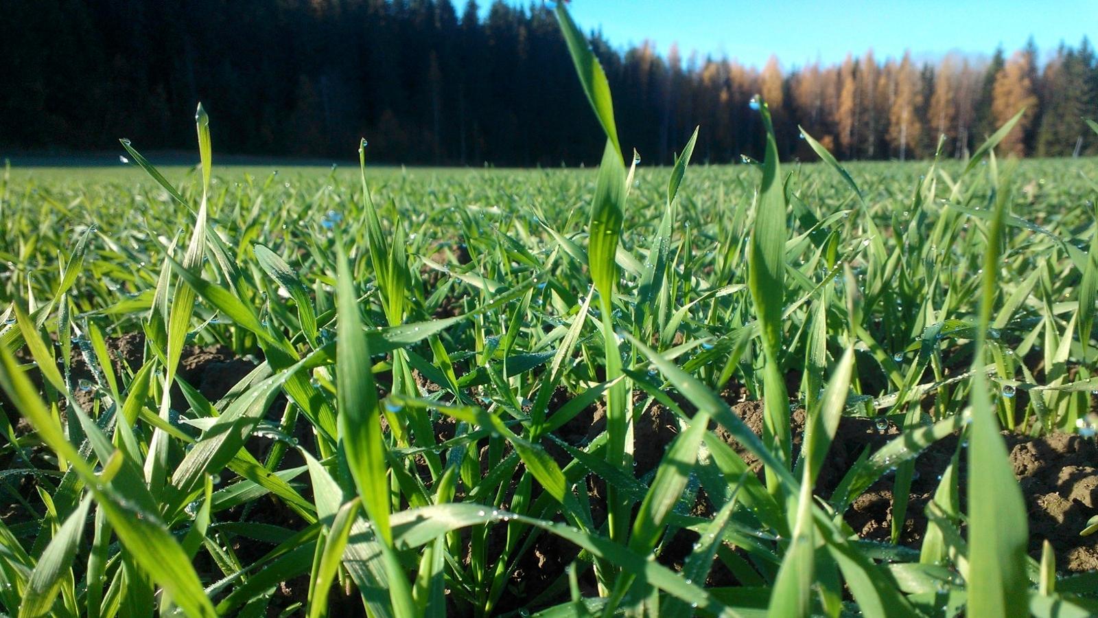 Yara Deutschland | Düngemittel | Industriechemikalien